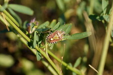 Carpocoris purpureipennis - sous réserve