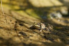 Grenouille verte