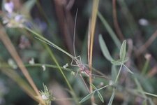 Phanéroptère sp. ???