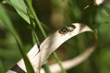 Heliophanus auratus - sous réserve