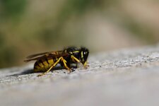 Poliste sp.?