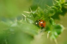 Coccinelle à 7 points