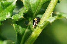 Coccinelle asiatique