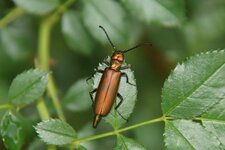 Lytta vesicatoria ???