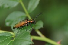 Lytta vesicatoria ???