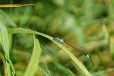 Agrion élégant