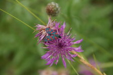 Zygenae