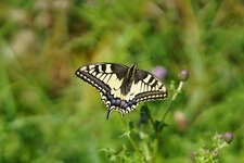 Machaon
