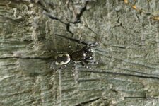 Salticus cingulatus