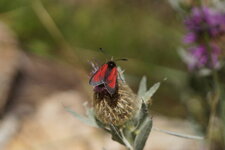 Zygaena (purpuralis ?)