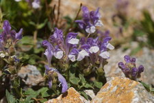 Scutellaire des Alpes