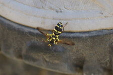Xanthogramma pedissequum