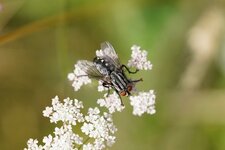 Mouche à damier