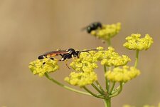 Amblyteles armatorius ???