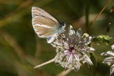 Le Sablé du sainfoin