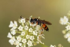 Ichneumon sarcitorius