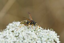Poliste sp.