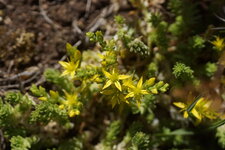 Sedum des montagnes