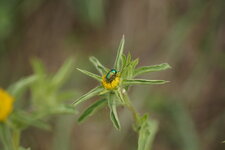 Cryptocephalus sp.