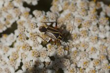 Hadrodemus m-flavum