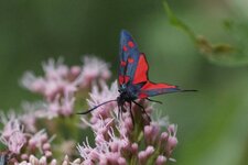 Zygène filipendula ou lonicera