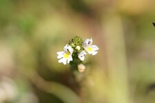 Euphraise sp.