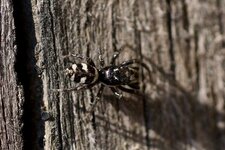 Salticus propinquus - sous réserve