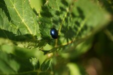 Chrysomèle sp.