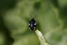 Tritomegas sexmaculatus - sous réserve