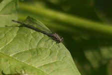 Ishnura elegans