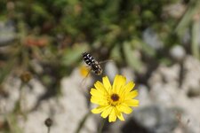 Scaeva pyrastri ?