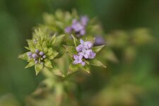 Sherardia arvensis
