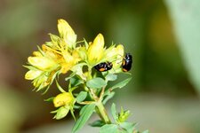 Cryptocephalus moraei