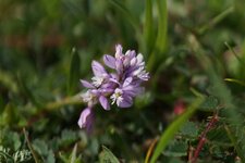 Polygala vulgaris