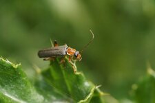 Cantharis fusca - sous réserve
