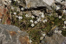 Minuartie à feuilles de mélèze