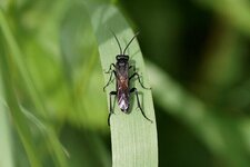 Macrophya annulata - sous réserve