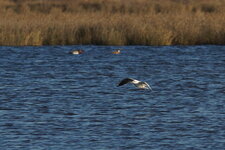 Mouette rieuse