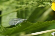 Chrysope perlée