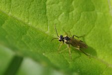 Tenthredopsis sp.