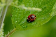 Coccinelle asiatique