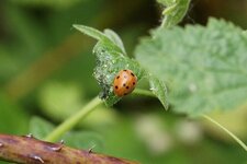 Coccinelle de la Bryone