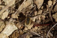 Bombyle sp.