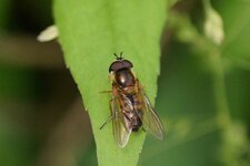 Eristalis pertinax - sous réserve