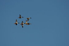 Canards souchet - Anas clypeata)