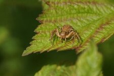 Xysticus cristatus - sous réserve