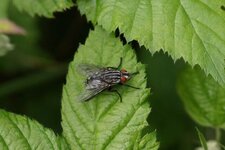 Mouche à damier