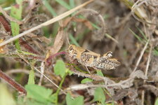 Criquet sp.