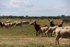 Moutons de la Crau et Chèvre du Rove