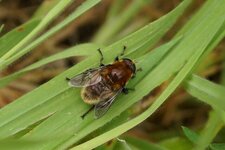 Eristalis intricaria - sous réserve